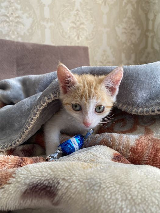 Котята мальчики ищут дом