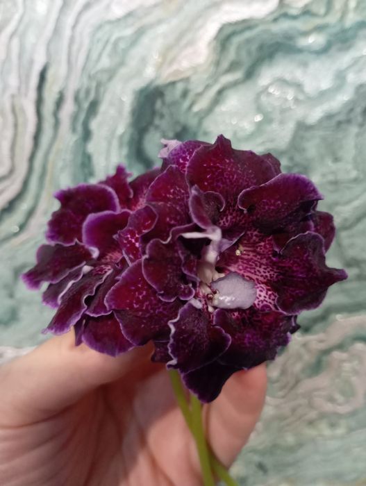 Сортовая махровая глоксиния