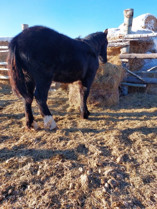 Продам тяжеловозов жеребчиков