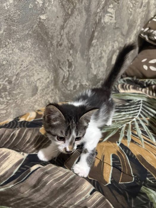 Отдам котят в хорошие руки котята домашнии
