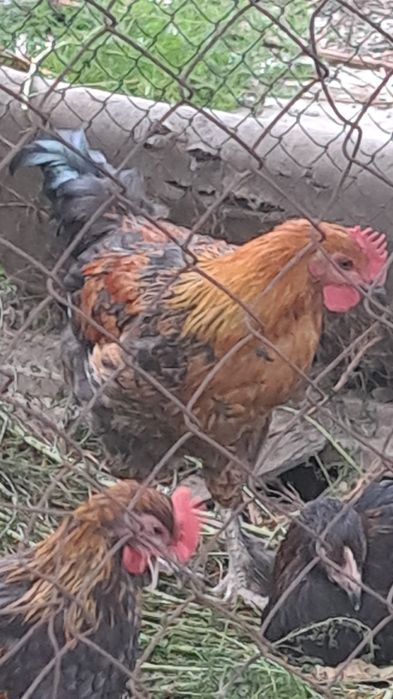 Продам петухов породы мараны