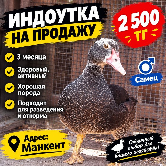 Индоутка 3 айлық