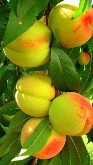 Продаёться Саженцы сортове