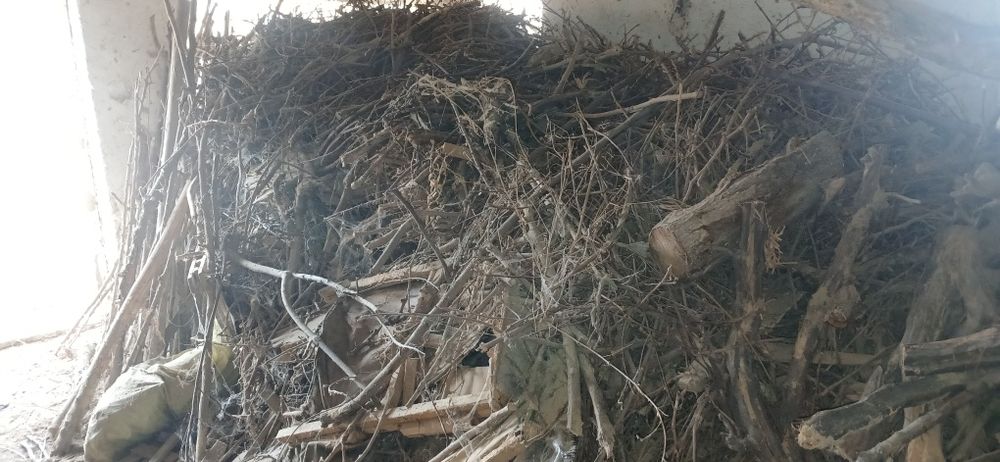 Утин мевали ва терак