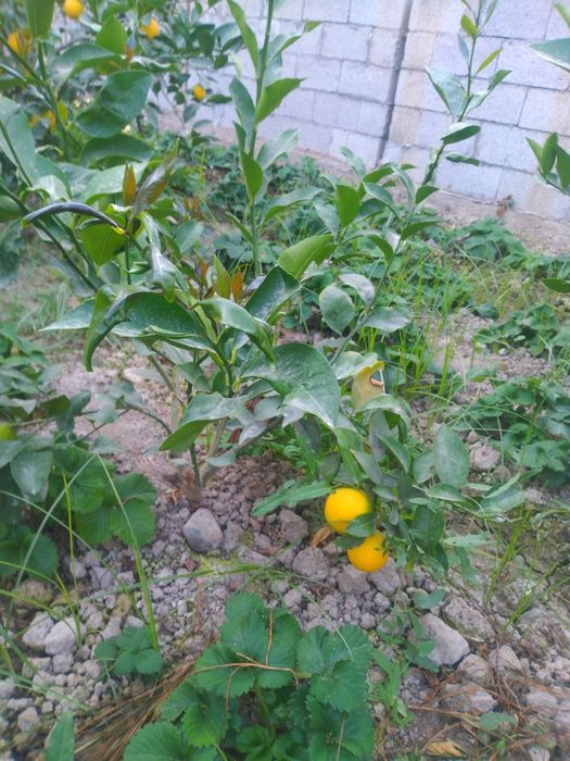 Лимон серхосл кучатлар