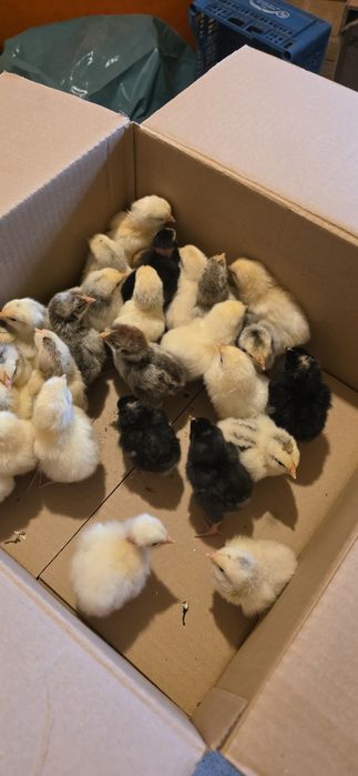 Pui gaina rasa mixta