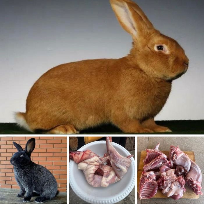 Халол боқилган қуёнлар‼️сўйиб берамиз