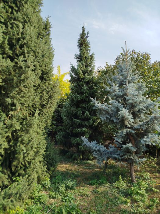 Продам голубые ели сортовые