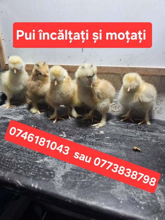 Pui încălțați și moțați