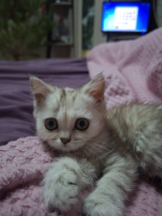 Котёнок скоттиш фолд