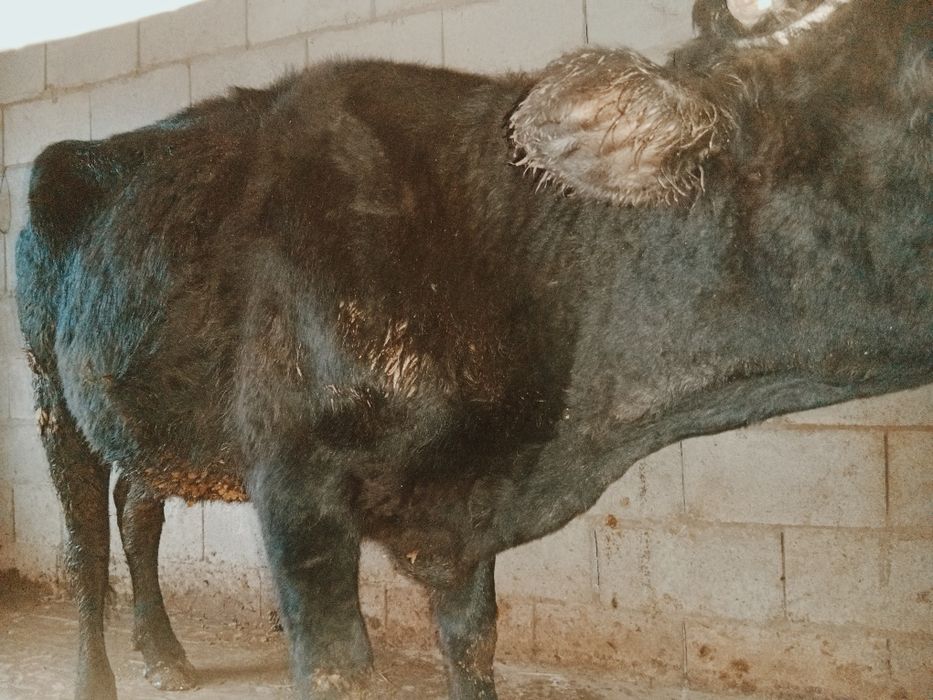 Құнажын сатылады