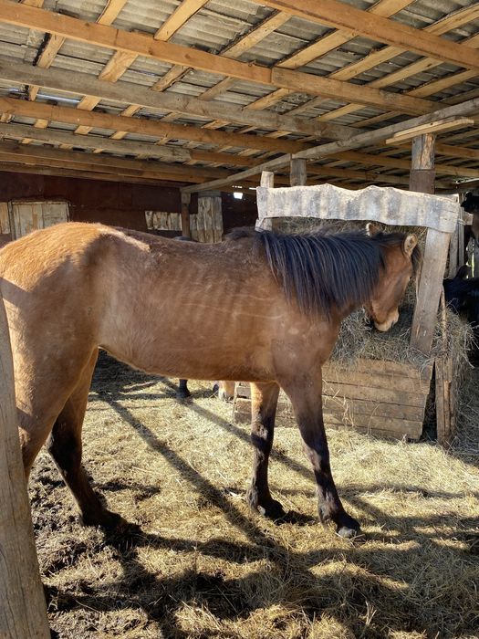 Лошади на откорм