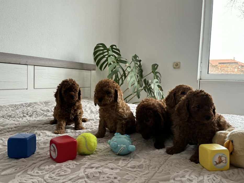 Продавам пуделчета