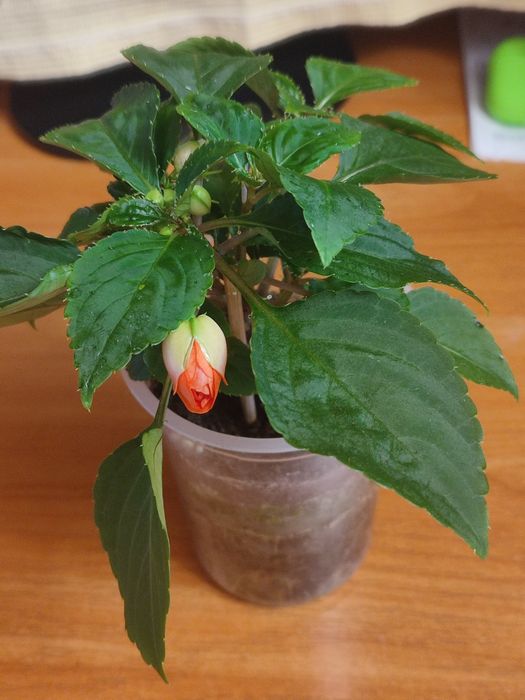 Продам комнатные цветы