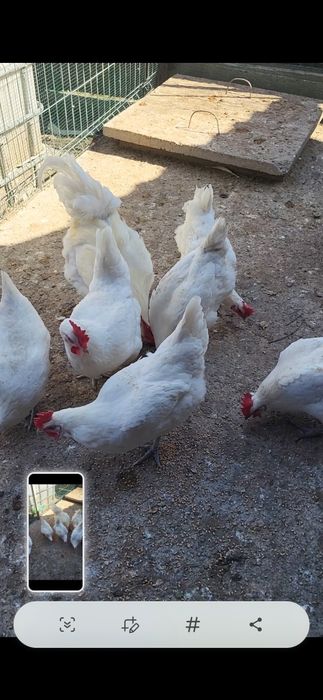 La bresse si Italiana argintie 6 lei