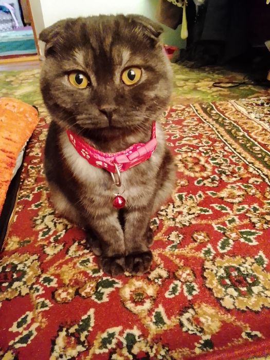 Shadlantski fold mushuk sotiladi