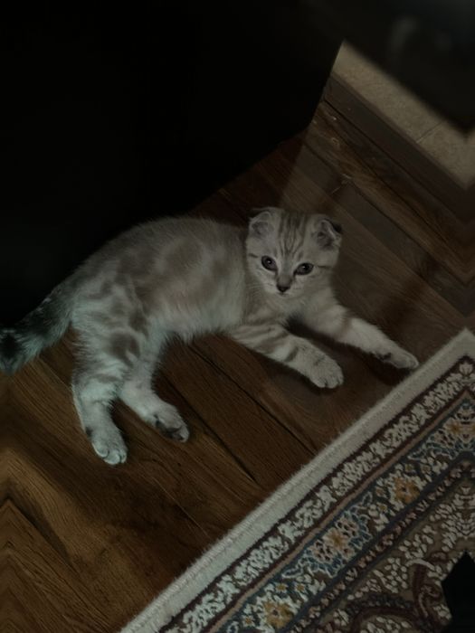 Продается Скоттиш Фолд