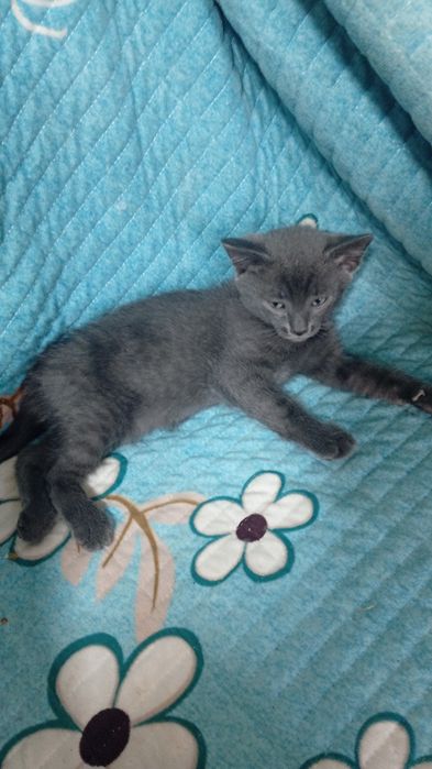 Котята бесплатно