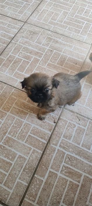 Пекинез с една ваксина и паспорт