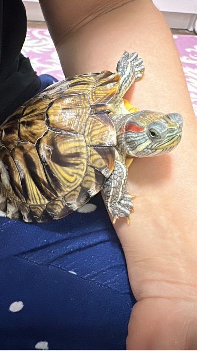 Продам красноухую Черепашку