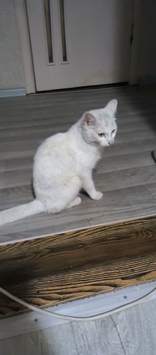 Отдадим хороших белых котят