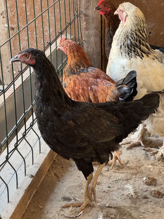 Uyda yetishtirilgan jujalar va xoroz kurkalar