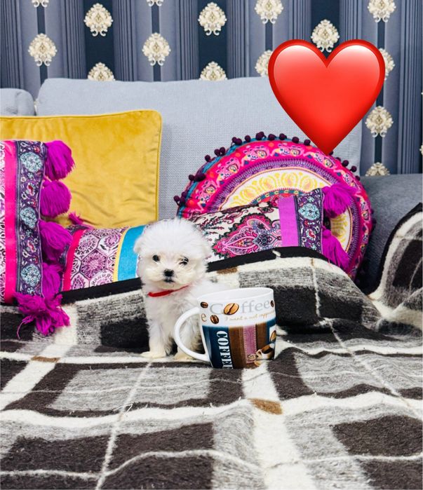 Mascul bichon maltez miny toy