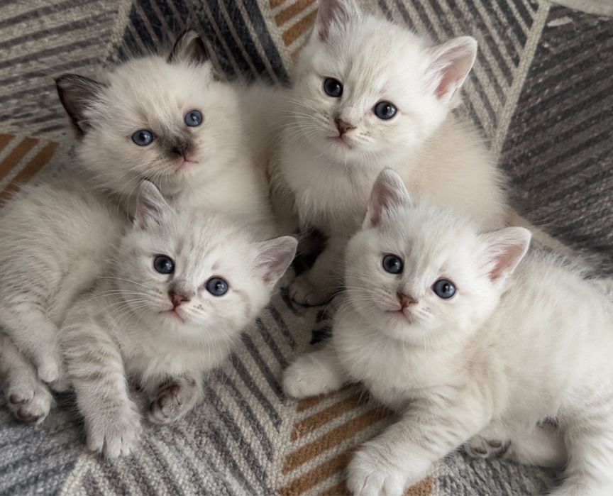 маленькие котята