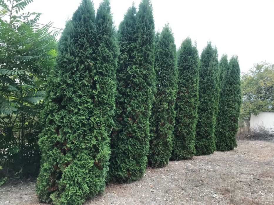 Продава се Къща в с. Крумово, Област Варна - 55 кв.м за 819 €/кв.м - Снимка #18