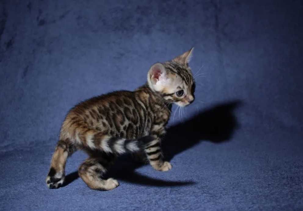 Бенгальские Детки