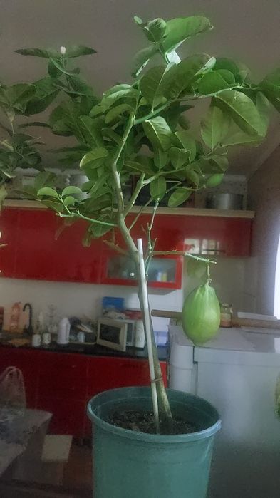 Продам срочно цветы Комнатные