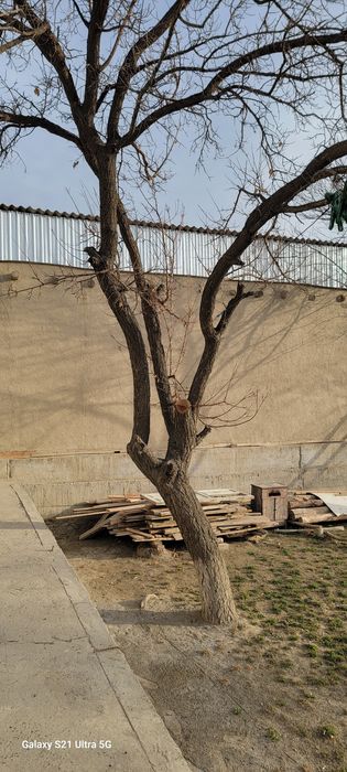 Daraxt sotiladi tez va arzon