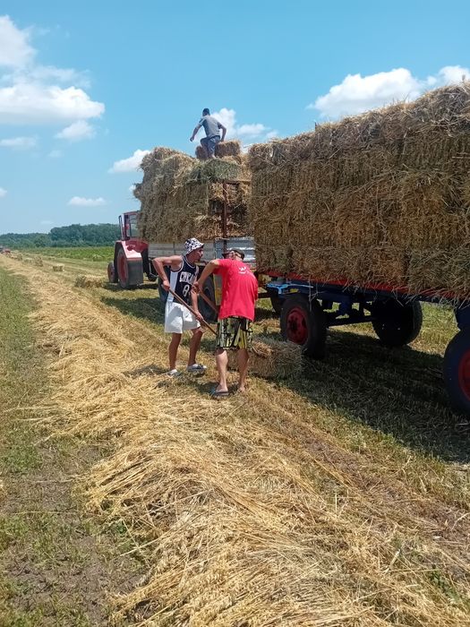 Vând baloti de ovăz cu lucernă măruntă in ei