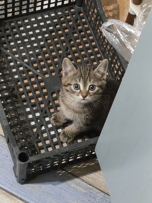 Котёнок в добрые руки