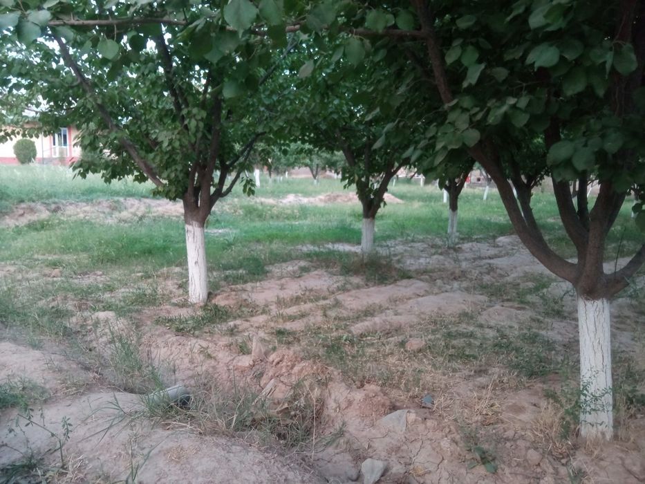 Gaz, svet, ichimlik suvi, yer sug'orish uchun suv lari mavjud 5 sotix