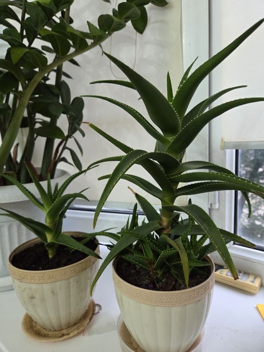 ФИКУС АЛОЕ комнатные цветы