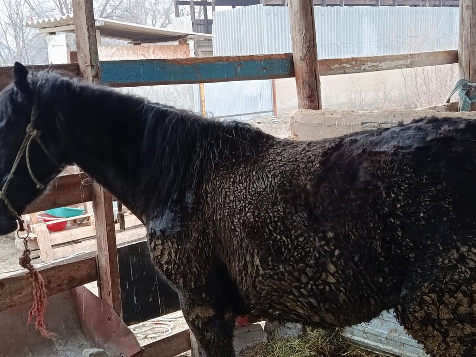 Семіз тай сатылады