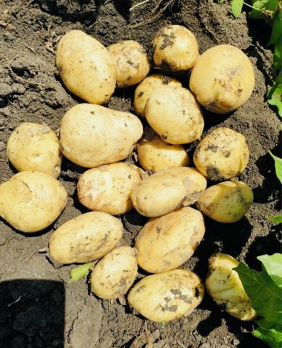 Cartofi Albi Mari (Pentru Consum)