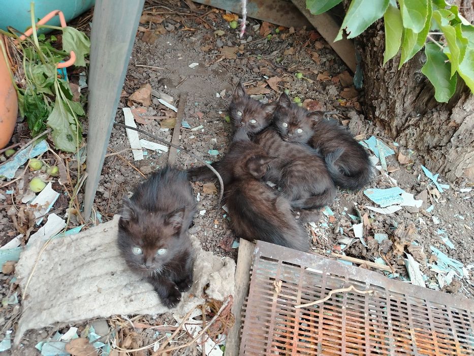 Котята в добрые руки