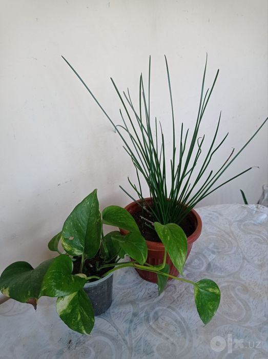 Xona gullari sotiladi