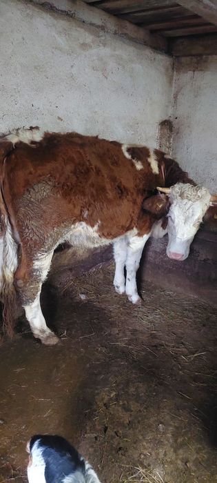 Vand 2 juninci baltata romaneasca