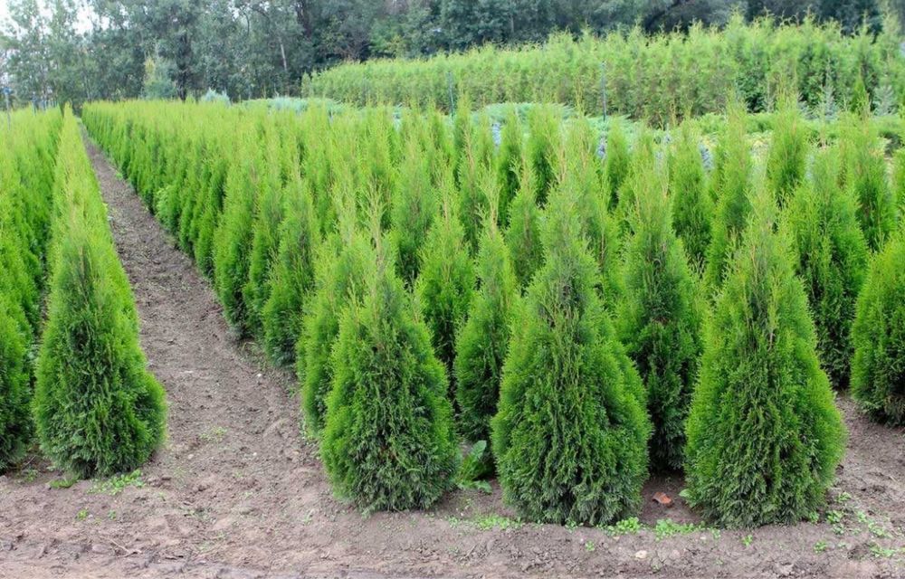 Саженцы көшеттер барлық түрі бар