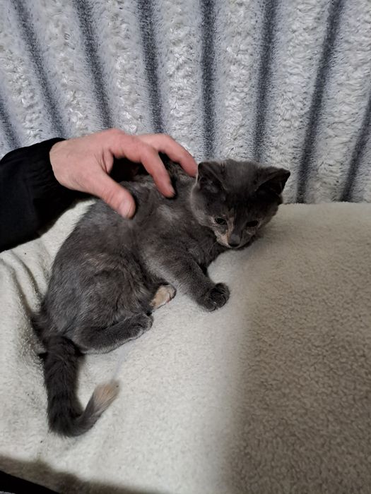 Отдам даром котёнка