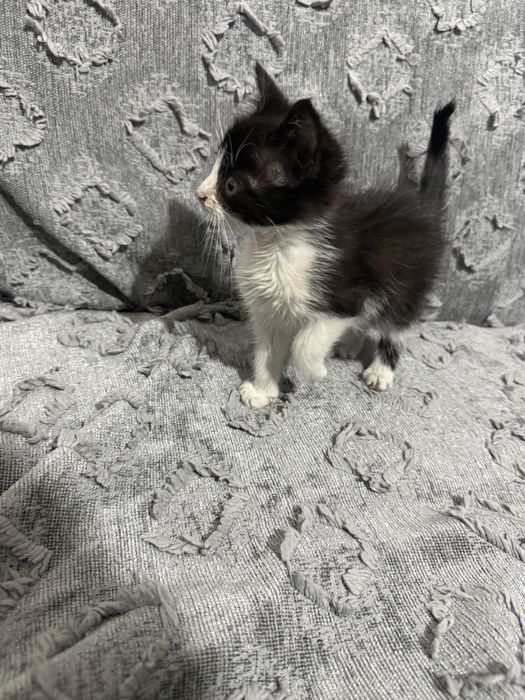 подарявам малко коте