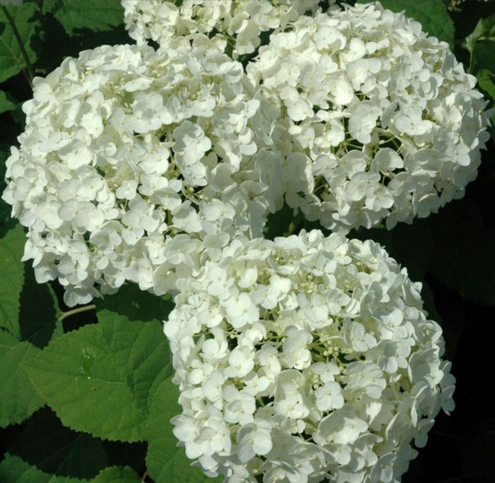 Гортензия Анабель! Морозоустойчевы сорт Гортензий