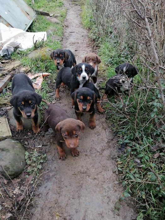 Подарявам гончета
