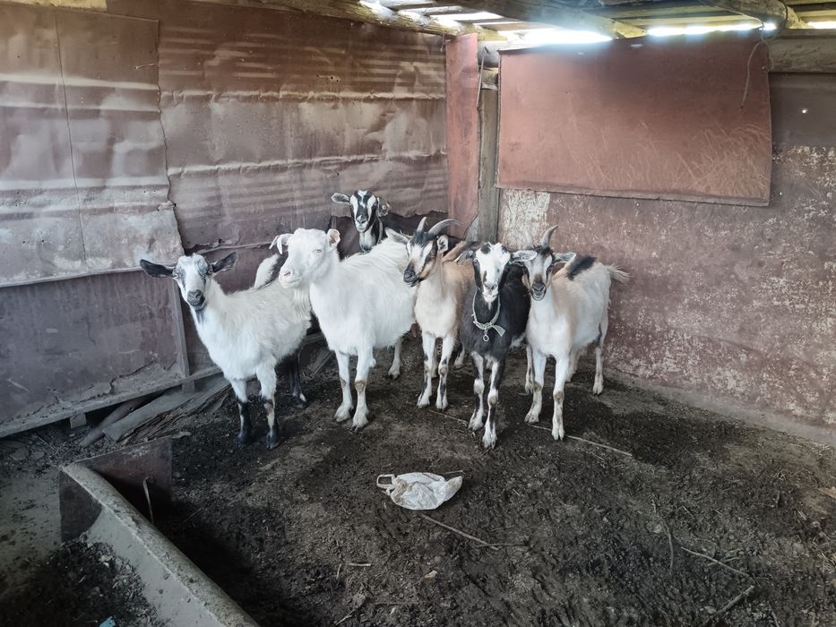 Продам коз, и козлят