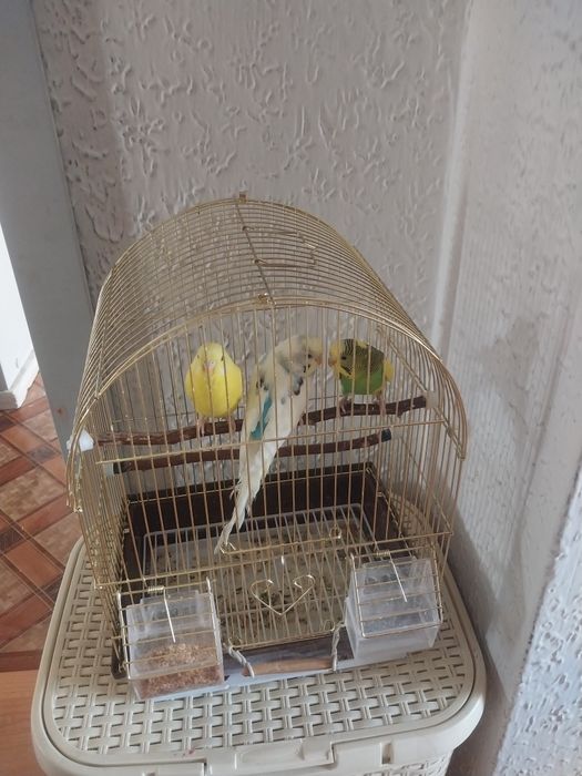 Продам попугай с домиком