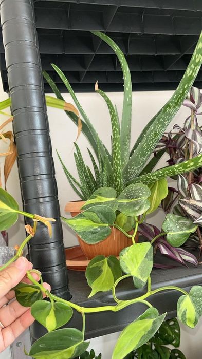 Большие цветы продаю