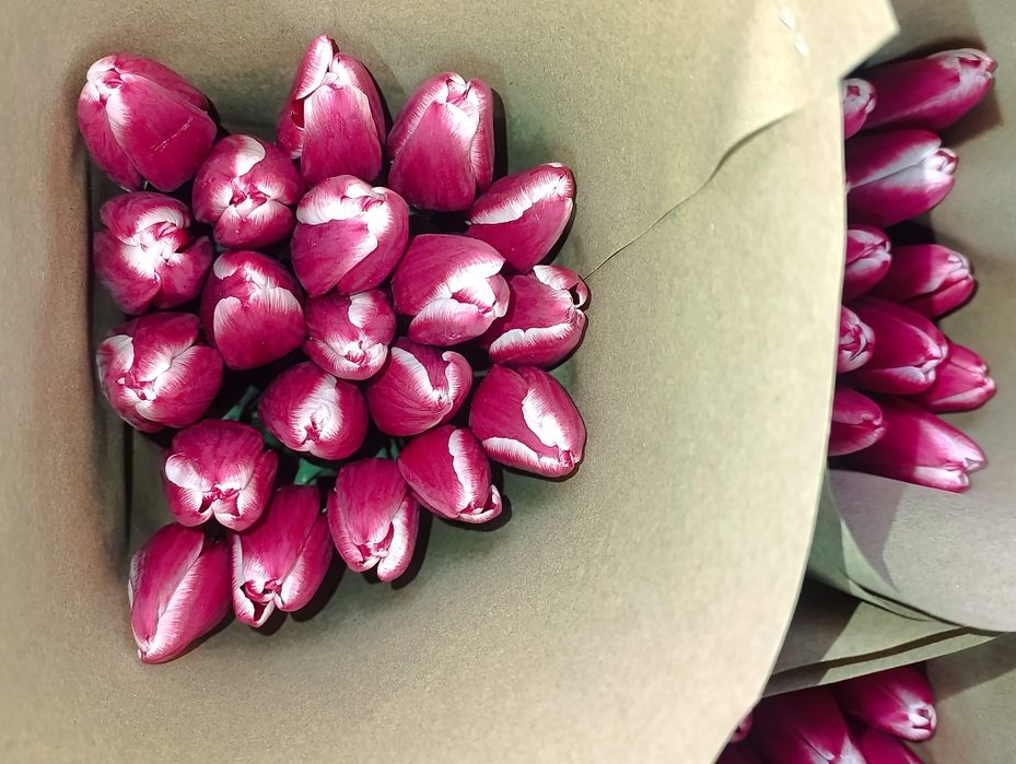 Тюльпаны оптом Алматы  Свежие к 8 Марта